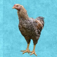 全国都道府県別　地鶏の種類と血統