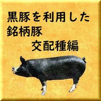 黒豚（バークシャー種）を利用した銘柄豚　交配種編