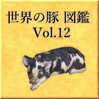 世界の豚　図鑑　Vol.12